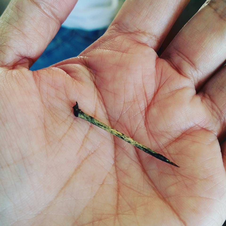 a-pomelo-thorn-on-the-palm-of-hand
